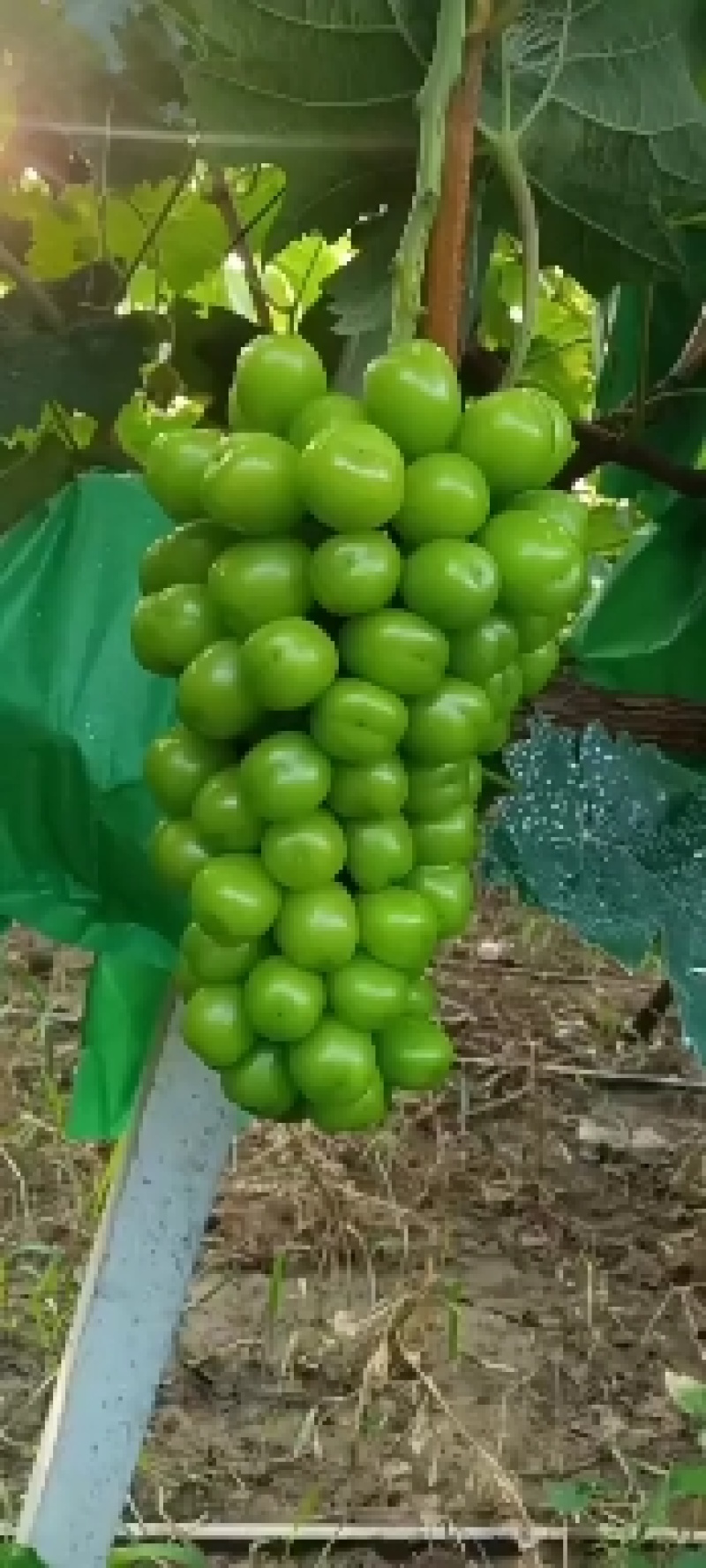阳光玫瑰葡萄，脆甜可口，香味浓郁，颗粒大