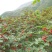 【有好货】富平大红袍齐椒色泽鲜艳味道浓郁，对接商超电商
