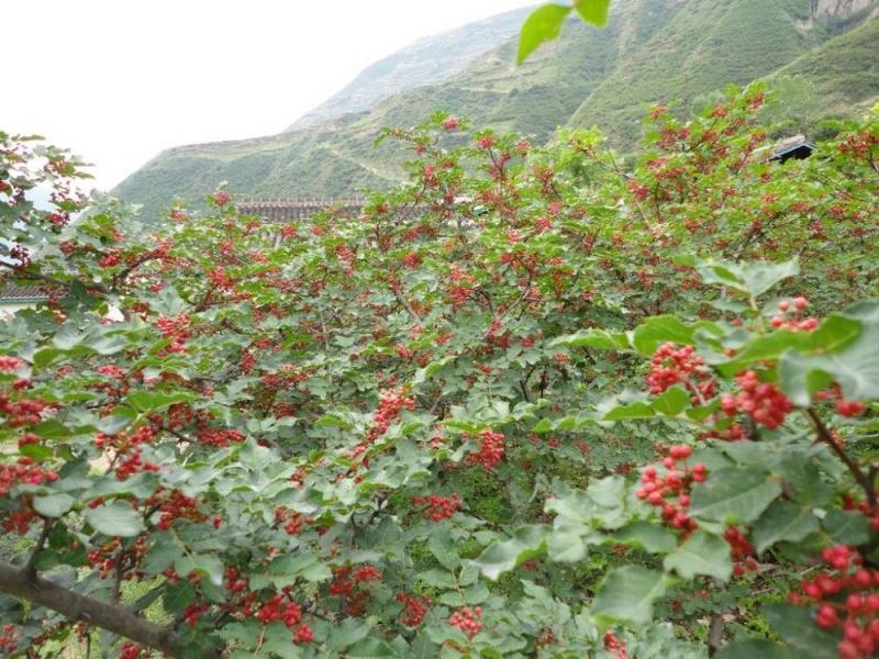 【有好货】富平大红袍齐椒色泽鲜艳味道浓郁，对接商超电商