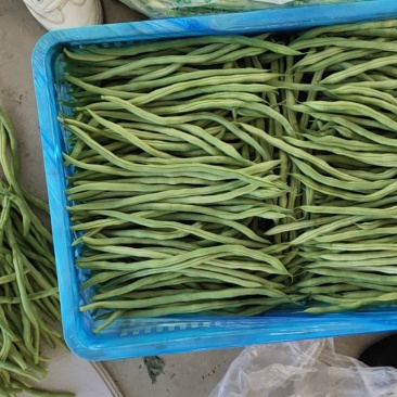 【热销】大棚种植精品豆王一首货源