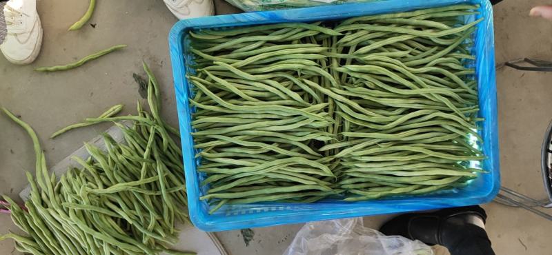 【热销】大棚种植精品豆王一首货源