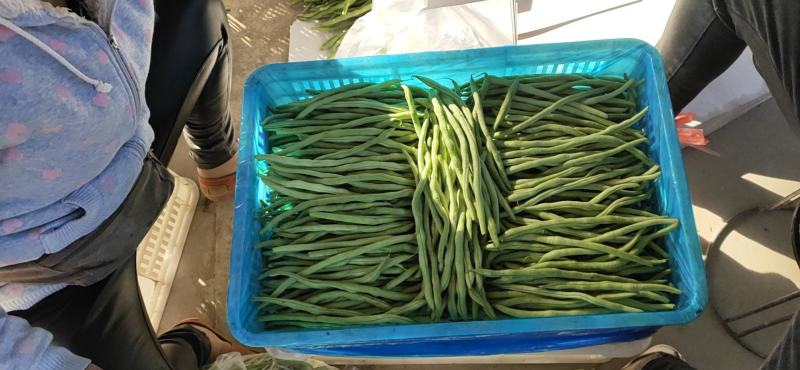 【热销】大棚种植精品豆王一首货源