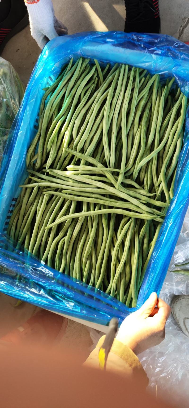 【热销】大棚种植精品豆王一首货源