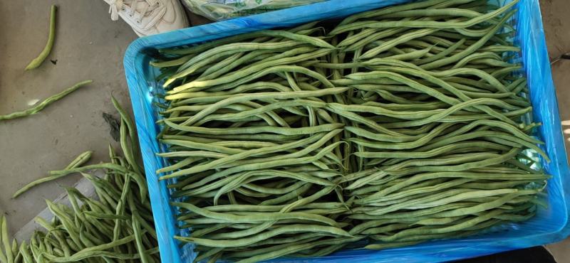 【热销】大棚种植精品豆王一首货源