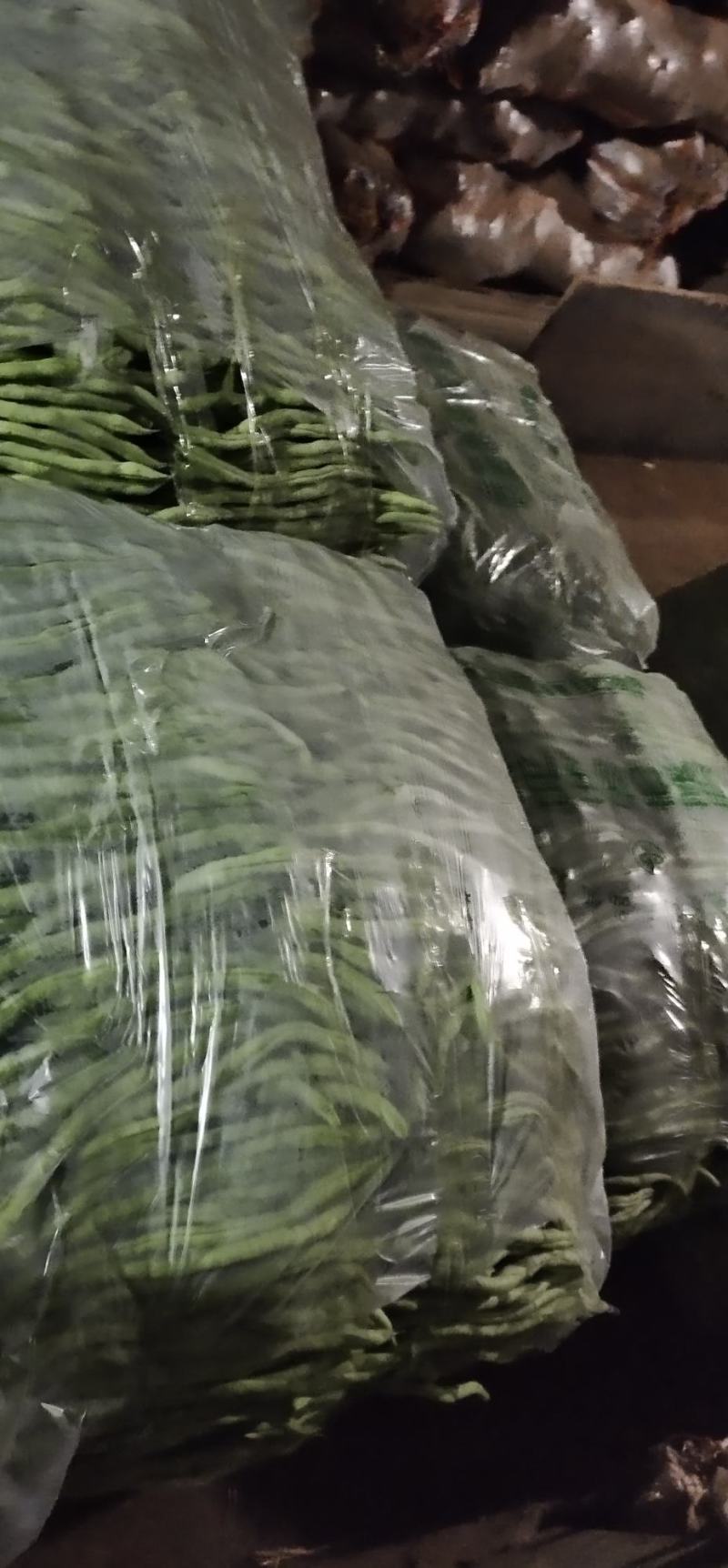 【热销】大棚种植精品豆王一首货源