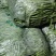 【热销】大棚种植精品豆王一首货源