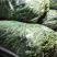 【热销】大棚种植精品豆王一首货源
