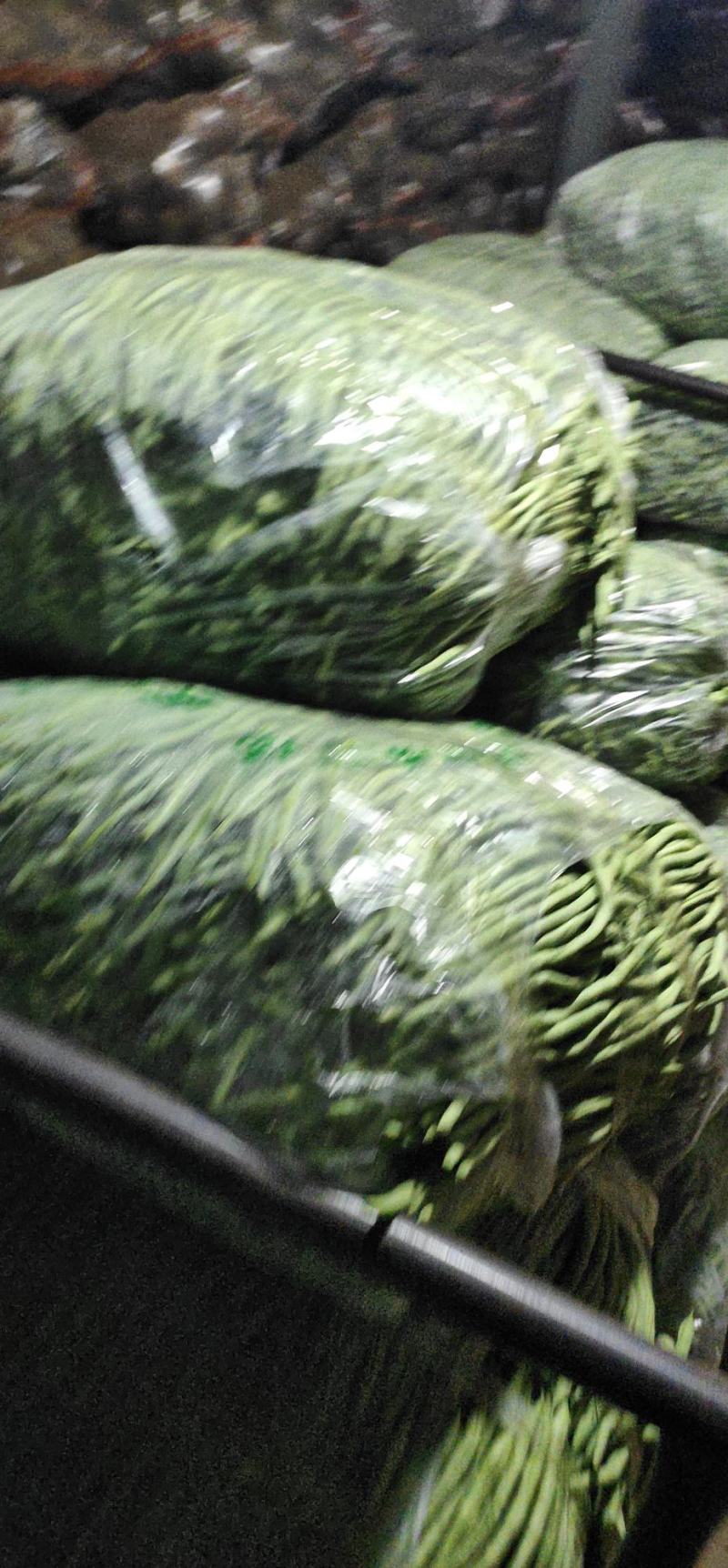 【热销】大棚种植精品豆王一首货源