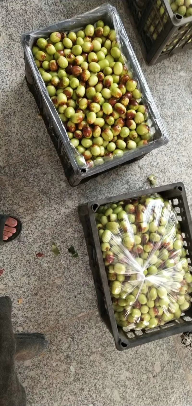 山西运城夏县鲁因村一点红鸡心枣，可以收购了，需要的可以联