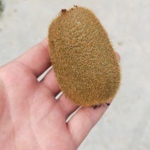 猕猴桃大量上市红心绿心都有