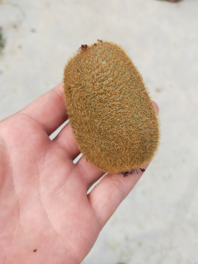 猕猴桃大量上市红心绿心都有