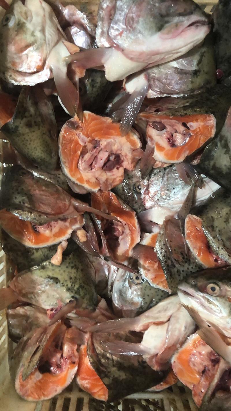 新鲜三文鱼头鱼头鱼排鱼骨烧烤火锅食材鱼鲜美清蒸香煎