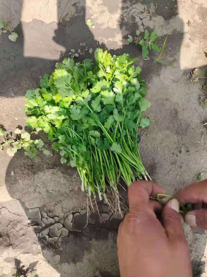 香菜有机花