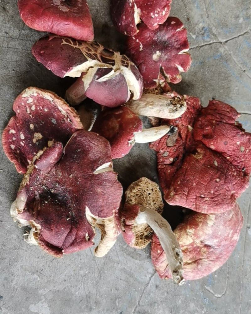 红蘑菇野生秦岭红菌子干货100g农家自采炖肉炒菜红菌子