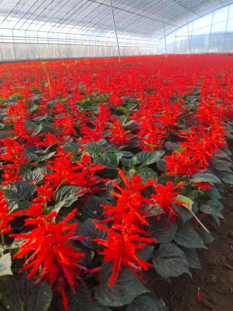 一串红，绿化用，基地直发，大量有货，规格齐全