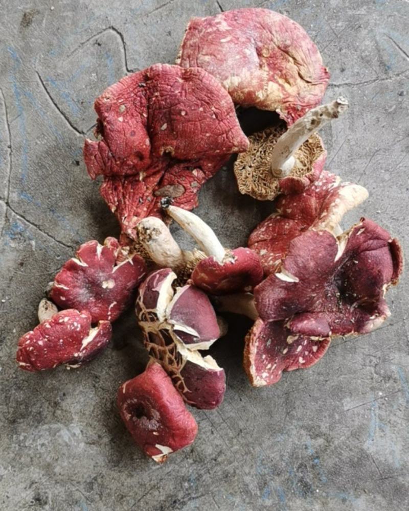 红蘑菇野生秦岭红菌子干货100g农家自采炖肉炒菜红菌子