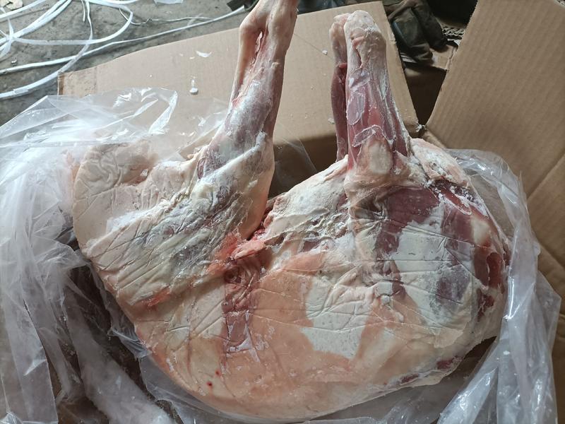 内蒙古锡林郭勒草地绵羊烤全羊，5至18公斤，肉质鲜嫩。
