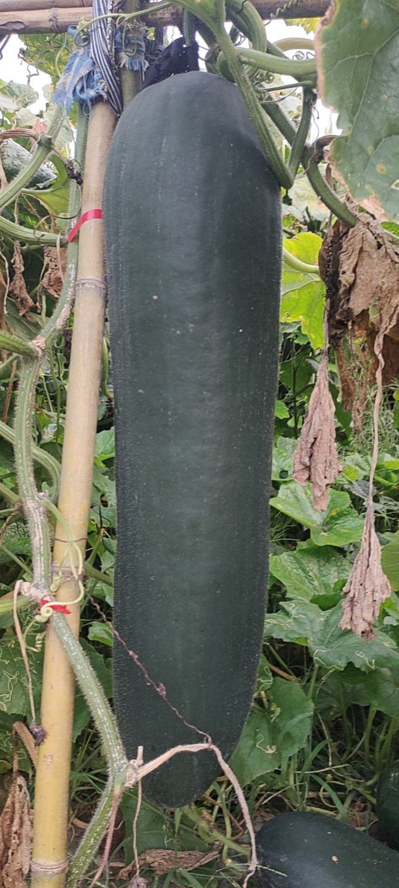 河南商丘小拱棚黑吊冬瓜，大量供应中，代发全国，质量**。