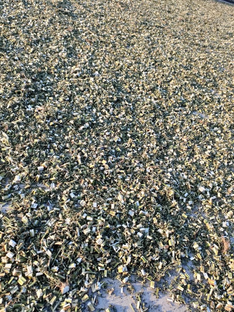 益母草山东省菏泽市鄄城中药材市场，一手货源充足