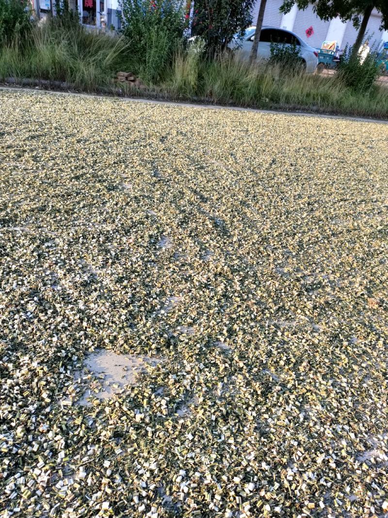 益母草山东省菏泽市鄄城中药材市场，一手货源充足