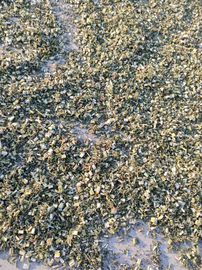 益母草山东省菏泽市鄄城中药材市场，一手货源充足