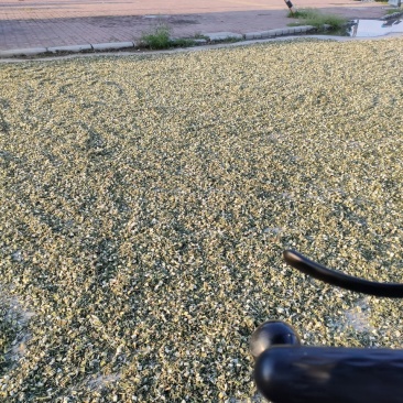益母草山东省菏泽市鄄城中药材市场，一手货源充足