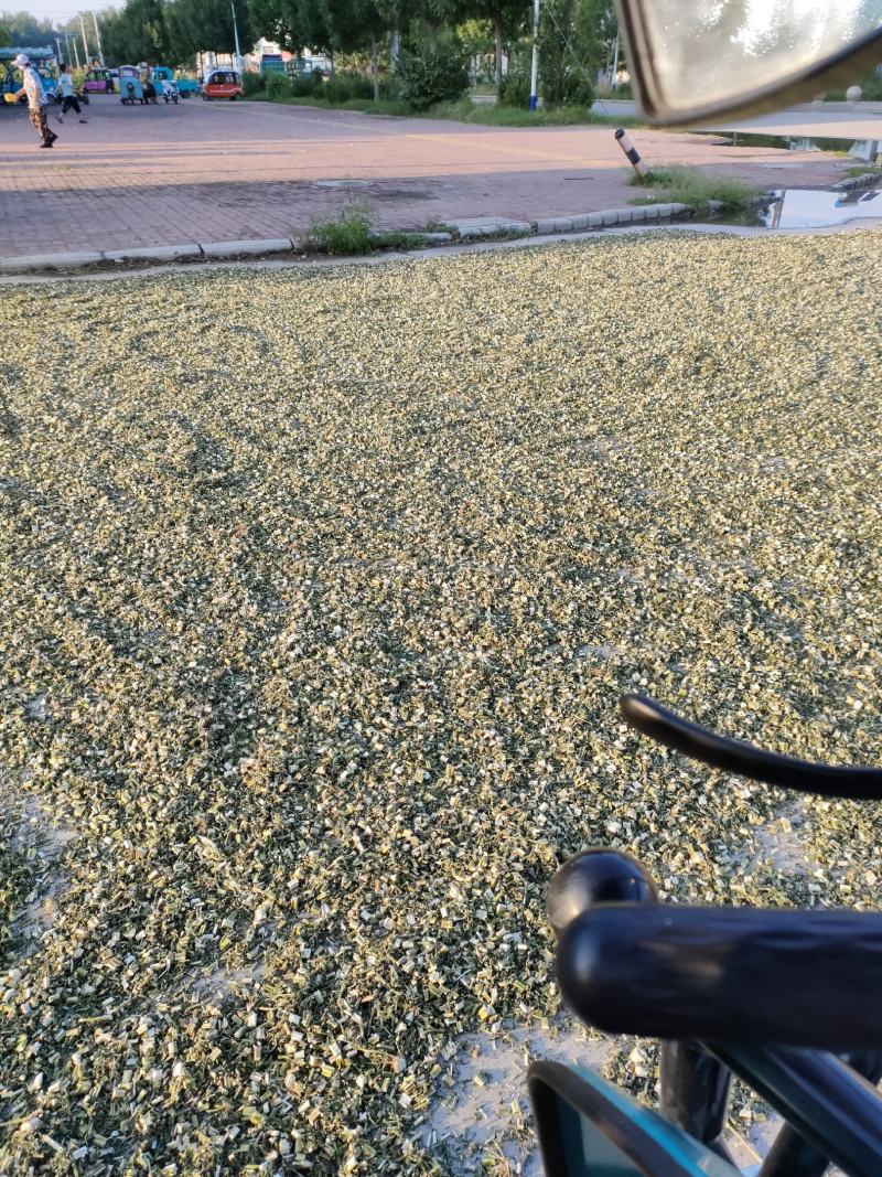 益母草山东省菏泽市鄄城中药材市场，一手货源充足