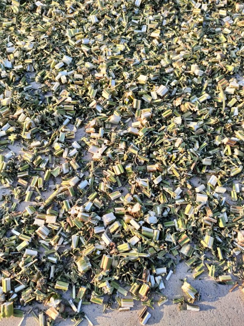 益母草山东省菏泽市鄄城中药材市场，一手货源充足