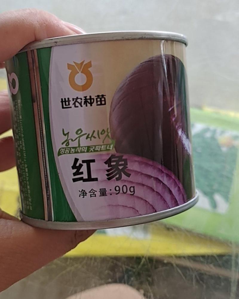 韩国进口优质洋葱种子_红象