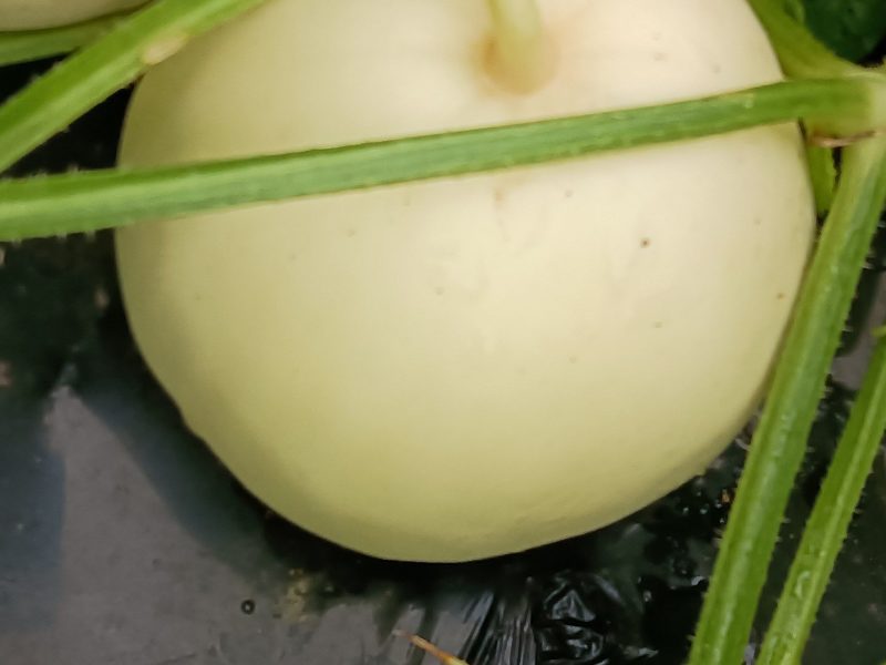 香瓜