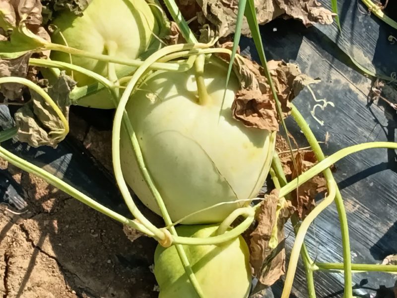 香瓜