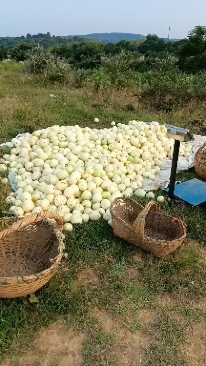 香瓜