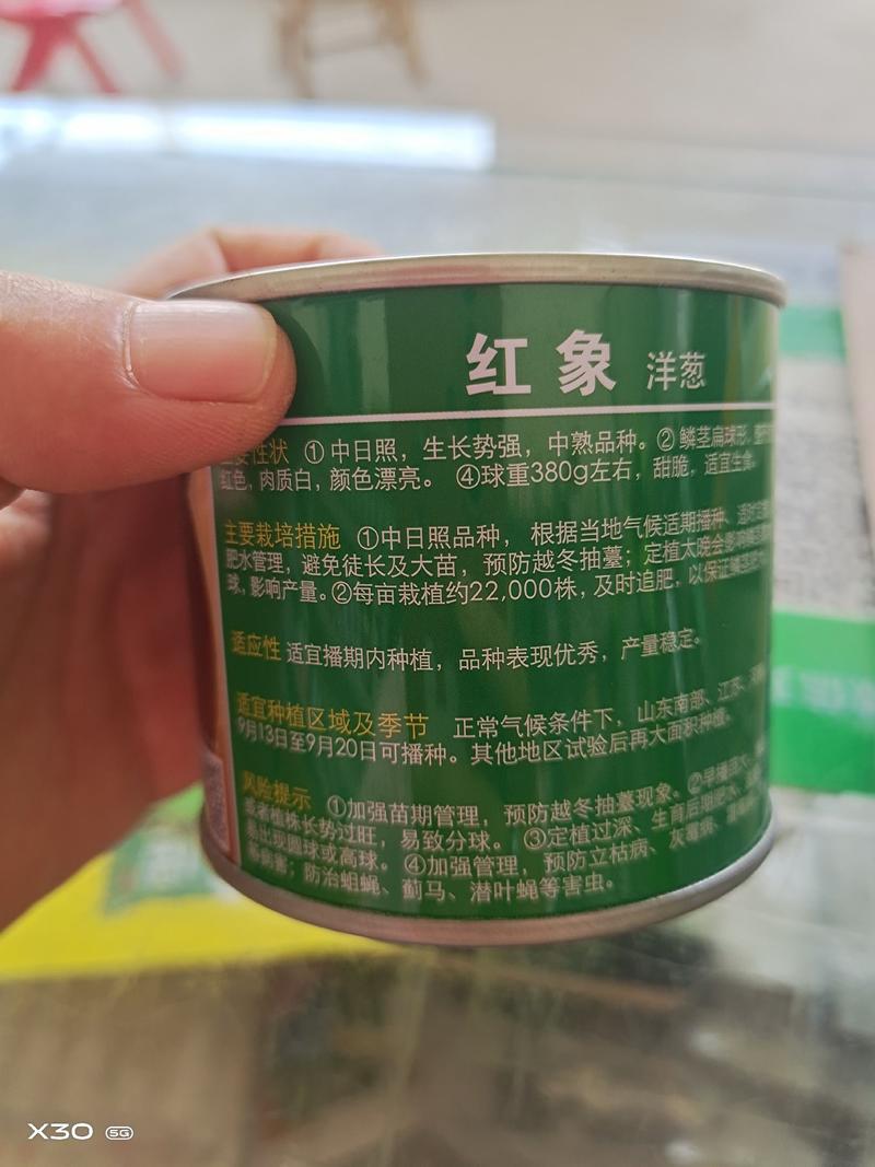 韩国进口优质洋葱种子_红象