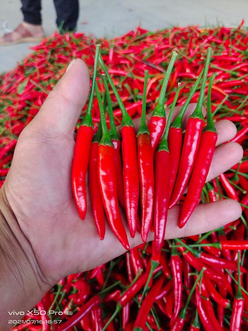 精品艳红小米椒，大量供应，货源充足，产地代发，保证质量。