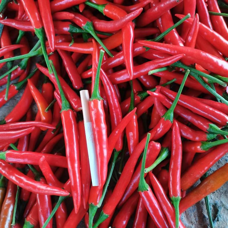 精品艳红小米椒，大量上市，代发全国，一手货源，质量漂亮。