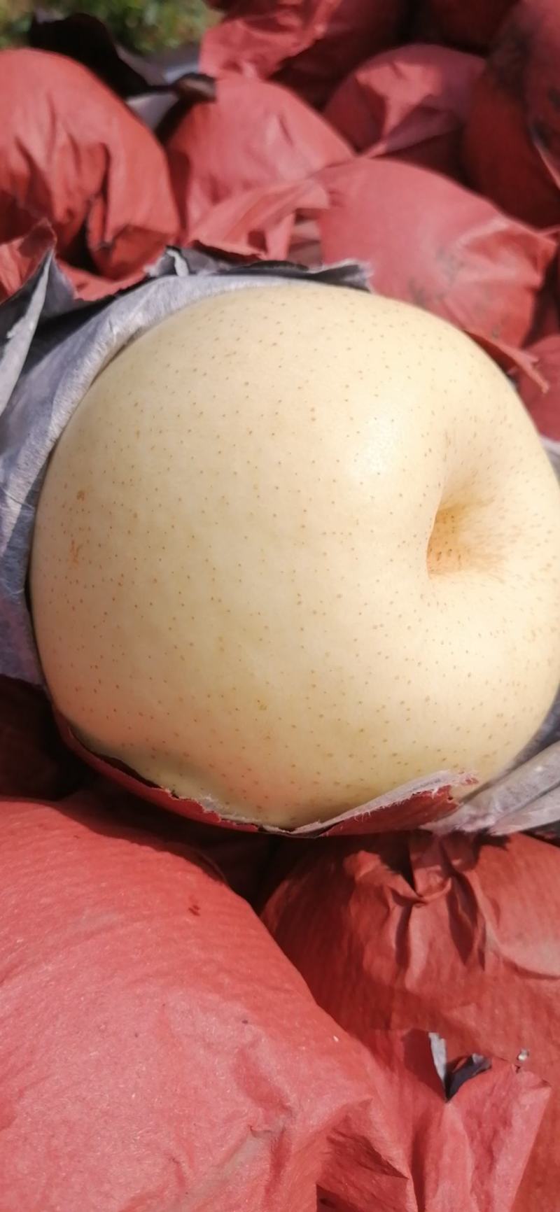 黄冠梨