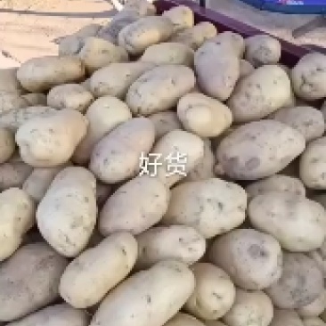 土豆