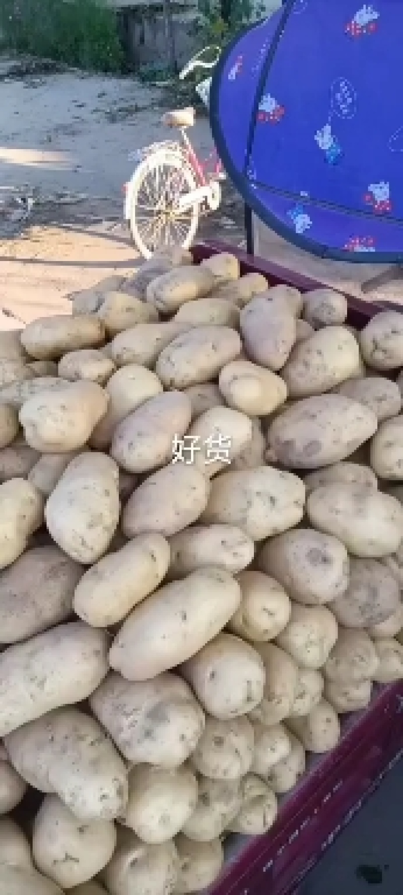 土豆