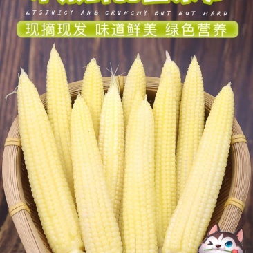 新鲜现摘小玉米笋嫩水果玉米宝宝辅食餐馆高蔬菜食材包邮。
