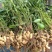 花生，种植大户