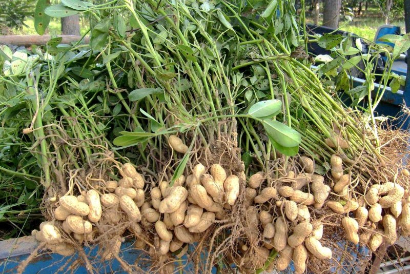 花生，种植大户