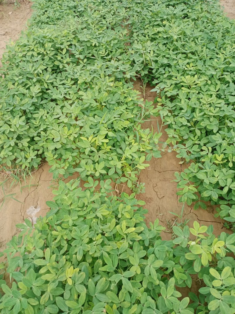 花生，种植大户