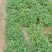 花生，种植大户