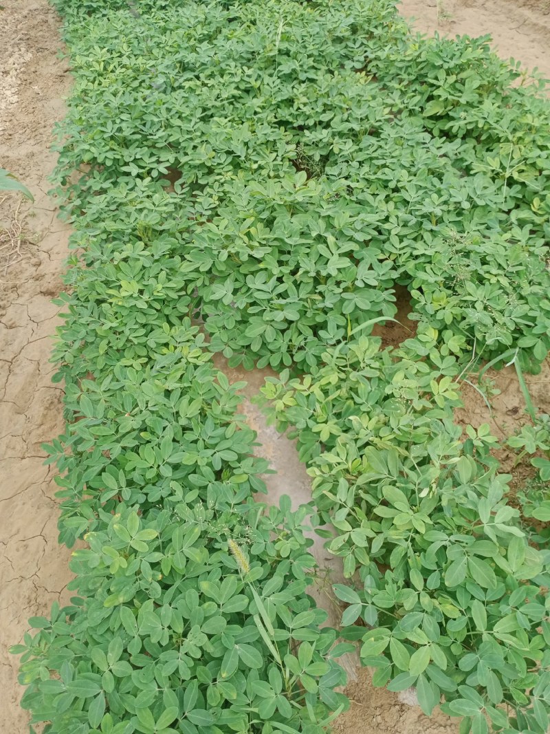 花生，种植大户