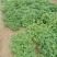 花生，种植大户