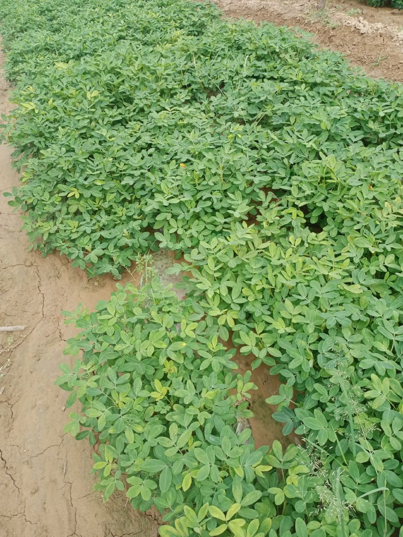 花生，种植大户