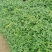 花生，种植大户