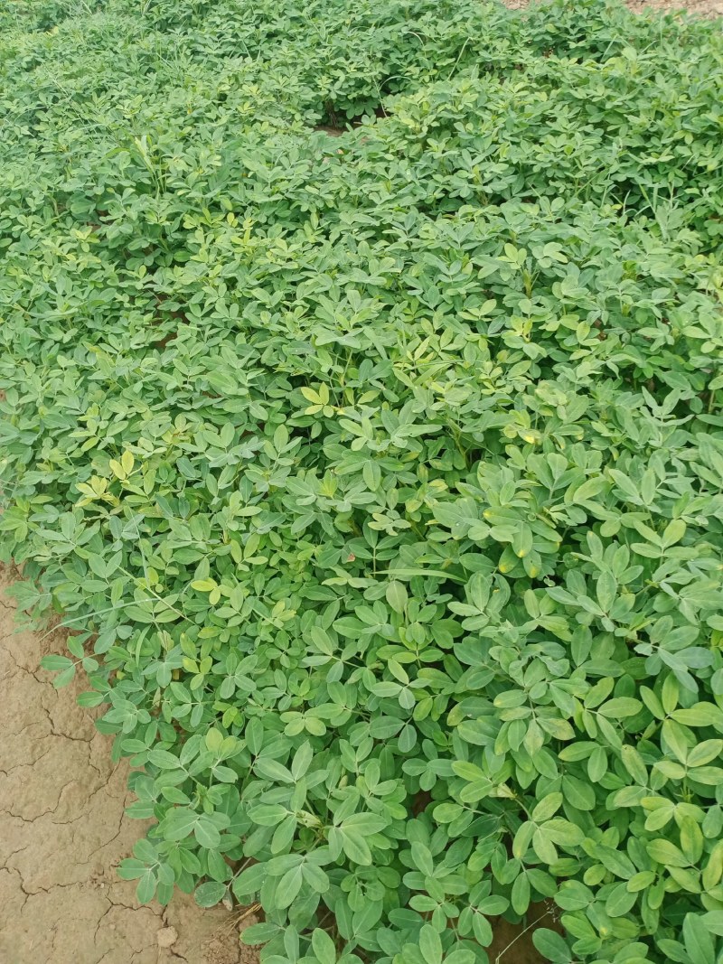 花生，种植大户