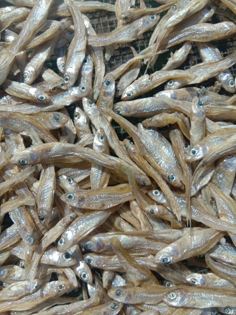 麦穗鱼干，含珠鱼干各种鱼干批发