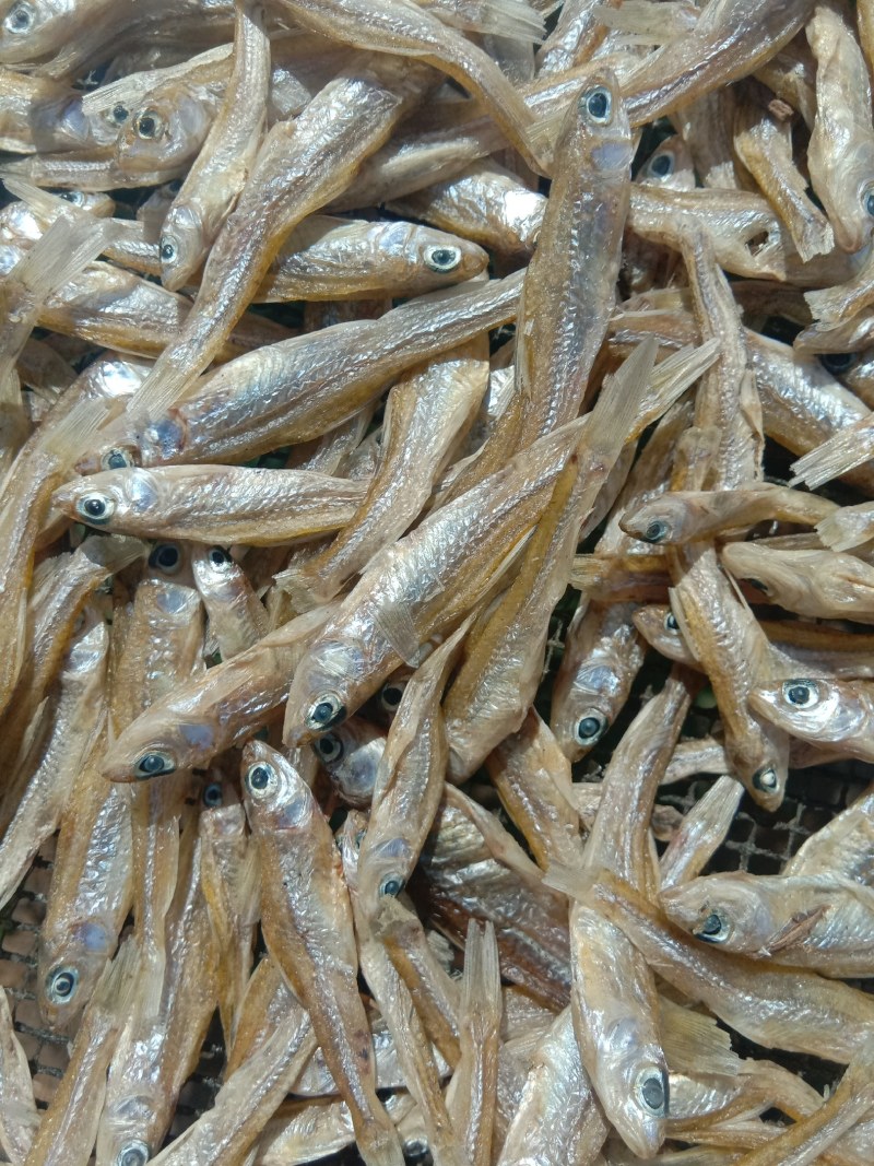 麦穗鱼干，含珠鱼干各种鱼干批发